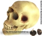 Preview: Spardose Totenkopf Schädel Skull aus Kunststoff A