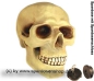 Preview: Spardose Totenkopf Schädel Skull aus Kunststoff B