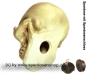 Preview: Spardose Totenkopf Schädel Skull aus Kunststoff C