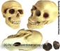 Preview: Spardose Totenkopf Schädel Skull aus Kunststoff Gesamt